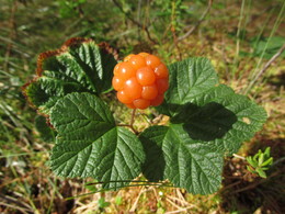 ���������, 6 ���� 2013