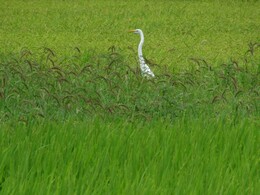 Matsue, ������, 4 ������� 2013