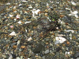 ������, Matsue, ������, 4 ������� 2013