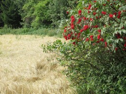 ���������, 17 ������� 2013