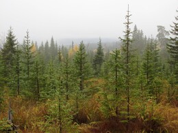 �������� ���������, 4 ������� 2013