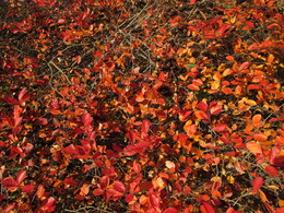 �����, ���������, 12 ������� 2013