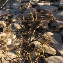 ����������, 20 ������� 2013