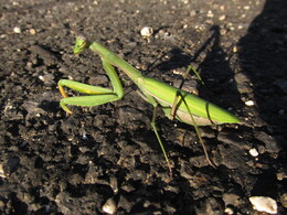 ����������, 20 ������� 2013