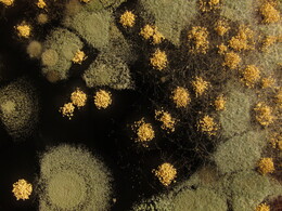 ���, ���������, 4 ������ 2013