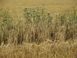 ���������, 9 ������� 2014