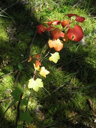 ������, 26 ������� 2014