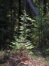 ���������, 11 ������ 2015