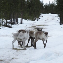 �������� ���������, 19 ������ 2015