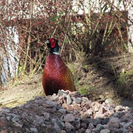 �����, ���������, 10 ��� 2015