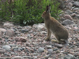 ���������, 6 ���� 2015