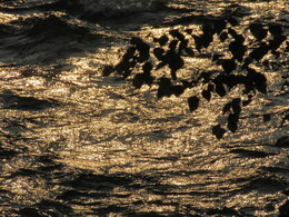 ������������ ������, 15 ���� 2015