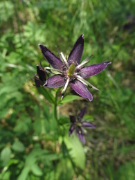 ������������ ������, 16 ���� 2015