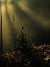 ���������, 31 ������� 2015