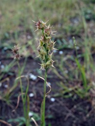 �������� �������, ������, 16 ������� 2015