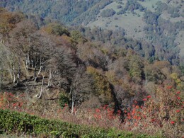 �������, ������, 17 ������� 2015