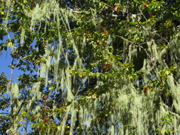 �������, ������, 17 ������� 2015