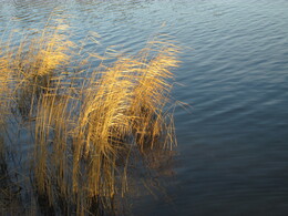 �����, ���������, 8 ������� 2015