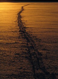 ���� Hossa, ���������, 4 ������ 2016