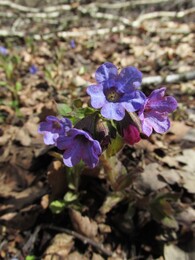 �����������, 17 ������ 2016