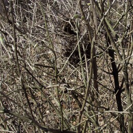 �����������, 17 ������ 2016