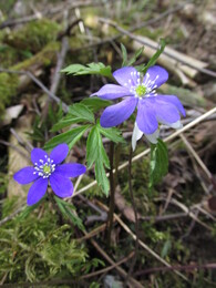 ���������, 30 ������ 2016