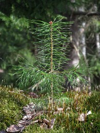 ���������, 7 ��� 2016