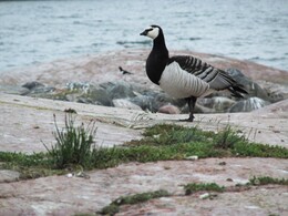 �� �������� � �����, ���������, 14 ��� 2016