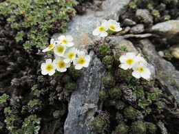 �����, �����������, 31 ���� 2016