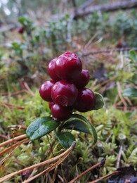 ���������, 1 ������� 2016