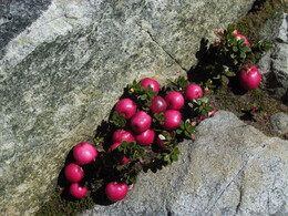 ������� ����� - �����. ����, 14 ������ 2017