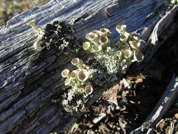 ����, 15 ������ 2017