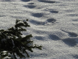 ���������, 12 ������� 2017