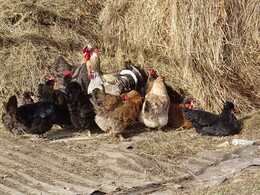 ����� �� �������� � ��������, 9 ������ 2017