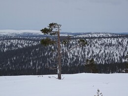 ����� � ��������� (Saariselk&auml; - Vuotso), 15 ������ 2017