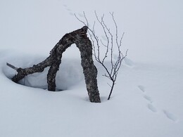 ����� � ��������� (Saariselk&auml; - Vuotso), 15 ������ 2017