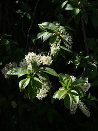 ���������, 6 ���� 2017