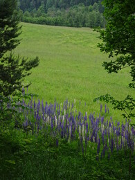 ������, ���������, 1 ���� 2017