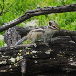 ��������, �����, 25 ���� 2017