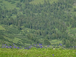 �������� ���������, ������� ���������, �����, 26 ���� 2017