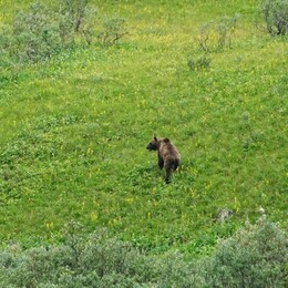 �������, �����, 29 ���� 2017