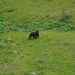 �������, �����, 1 ������� 2017