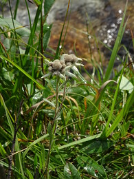 ���������, �����, 1 ������� 2017