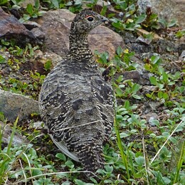 ���������, �����, 3 ������� 2017