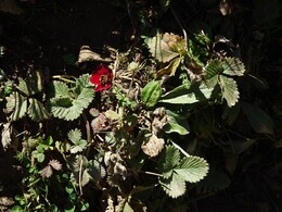 �������� �����, 2 ������� 2017