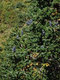 ����������� �����, �������� �����, 2 ������� 2017