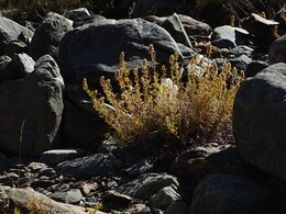 �������� �����, 8 ������� 2017