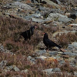 �����-�������, �������� �����, 9 ������� 2017