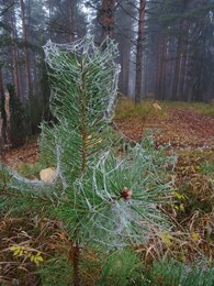 ���������, 21 ������� 2017