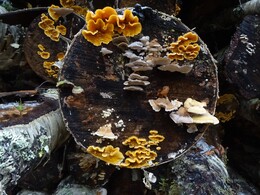 ���������, 22 ������� 2017